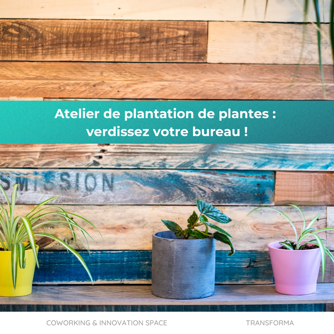 Verdissez votre bureau : plantation de plantes avec l'équipe Transforma