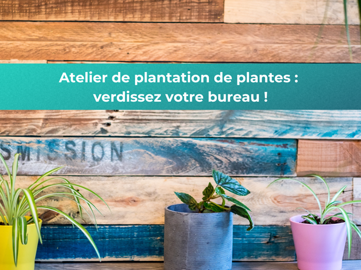 Verdissez votre bureau : plantation de plantes avec l'équipe Transforma